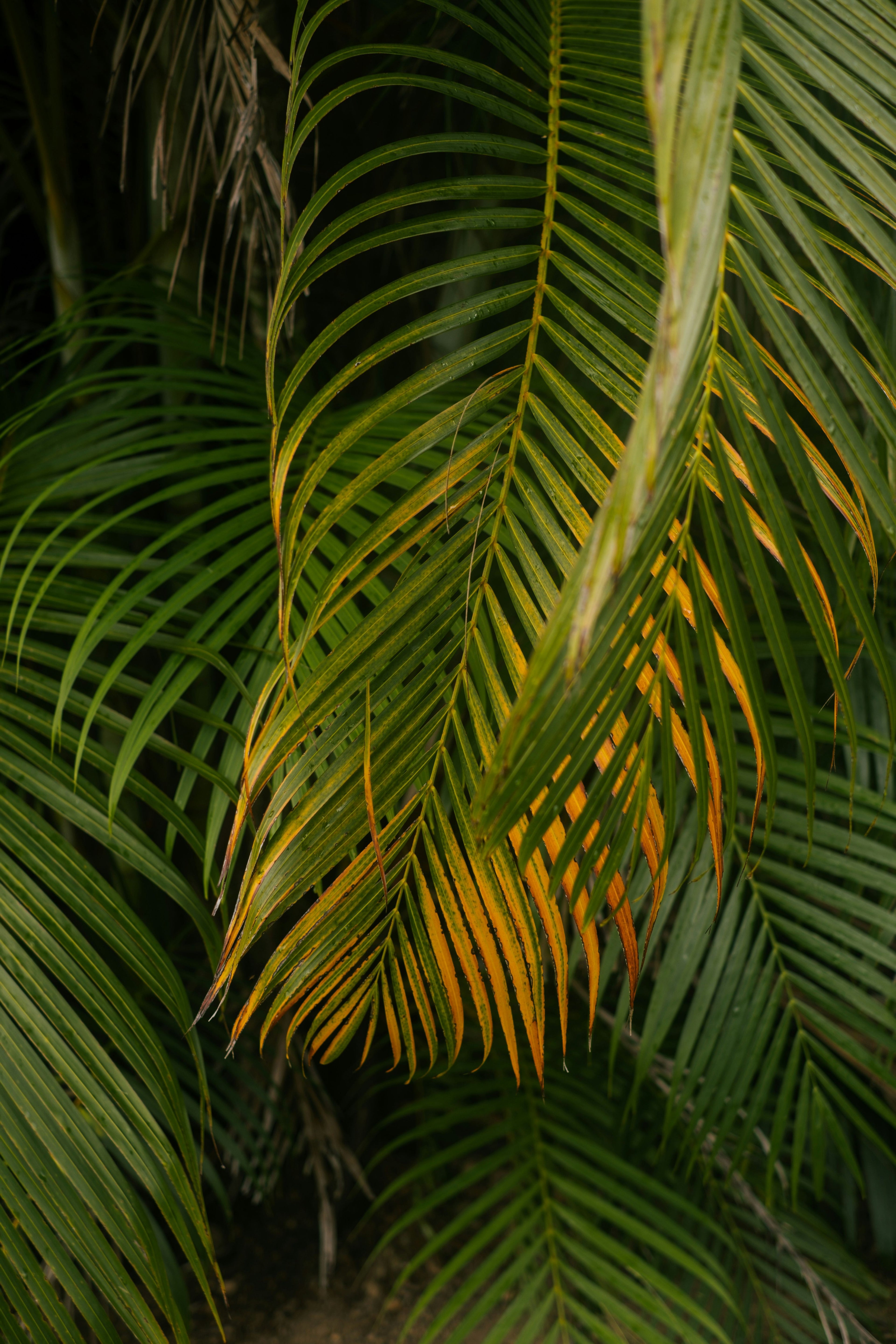 forest